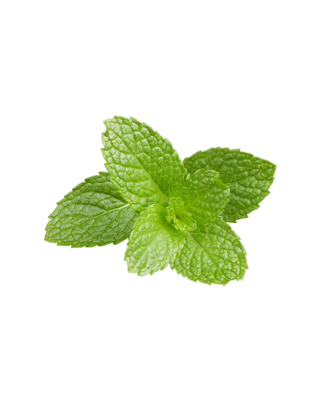 Fresh mint
